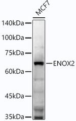 ENOX2 Recombinant Rabbit Monoclonal Antibody (5P7H2)