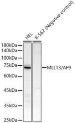 AF9 Recombinant Rabbit Monoclonal Antibody (1T4V6)