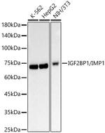 IGF2BP1 Antibody in Western Blot (WB)