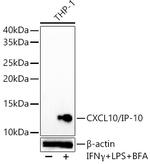 CXCL10 Recombinant Rabbit Monoclonal Antibody (2U10H3)