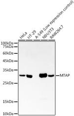 MTAP Recombinant Rabbit Monoclonal Antibody (5A6V10)