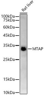 MTAP Antibody in Western Blot (WB)