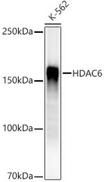 HDAC6 Recombinant Rabbit Monoclonal Antibody (2S1H4)