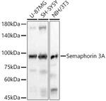 SEMA3A Recombinant Rabbit Monoclonal Antibody (7M10D0)