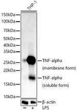 TNF alpha Antibody in Western Blot (WB)