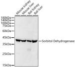 Sorbitol Dehydrogenase Recombinant Rabbit Monoclonal Antibody (9Q3B10)