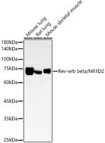 NR1D2 Antibody in Western Blot (WB)
