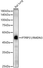RMDN3 Recombinant Rabbit Monoclonal Antibody (5H6A5)