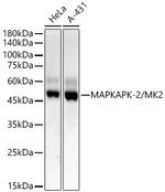 MAPKAPK2 Recombinant Rabbit Monoclonal Antibody (3S9N5)