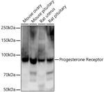 Progesterone Receptor Recombinant Rabbit Monoclonal Antibody (3S3D1)