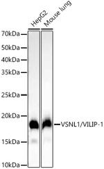 VSNL1 Antibody in Western Blot (WB)
