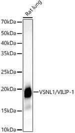 VSNL1 Antibody in Western Blot (WB)