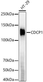 CDCP1 Recombinant Rabbit Monoclonal Antibody (9X8L1)