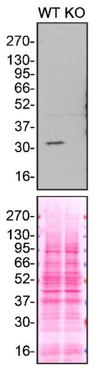MMP7 Antibody