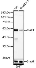 IRAK4 Recombinant Rabbit Monoclonal Antibody (10B1L1)
