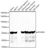 PHGDH Antibody in Western Blot (WB)