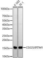 IFITM1 Antibody in Western Blot (WB)