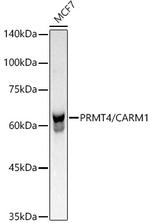 PRMT4 Antibody in Western Blot (WB)