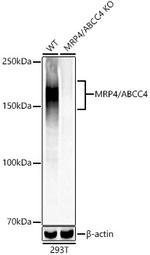 MRP4 Antibody in Western Blot (WB)
