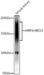 MRP4 Antibody in Western Blot (WB)