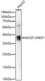 MKP-1 Recombinant Rabbit Monoclonal Antibody (1N2H3)