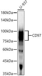 CD97 Recombinant Rabbit Monoclonal Antibody (3E5L8)