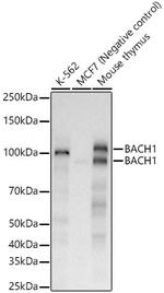 BACH1 Recombinant Rabbit Monoclonal Antibody (8A8X1)