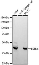 SETD6 Recombinant Rabbit Monoclonal Antibody (1Q1Z3)