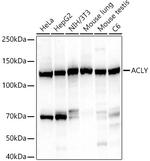 ATP Citrate Lyase Antibody in Western Blot (WB)