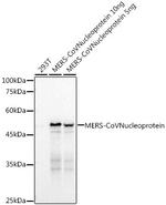 MERS Coronavirus NP Antibody in Western Blot (WB)