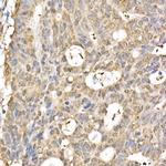 CHOP Antibody in Immunohistochemistry (Paraffin) (IHC (P))