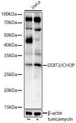CHOP Antibody in Western Blot (WB)