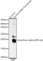 Interferon alpha-2 Antibody in Western Blot (WB)