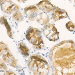 Pepsinogen II Antibody in Immunohistochemistry (Paraffin) (IHC (P))