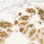 Pepsinogen II Antibody in Immunohistochemistry (Paraffin) (IHC (P))