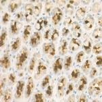 Pepsinogen II Antibody in Immunohistochemistry (Paraffin) (IHC (P))