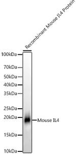 IL-4 Recombinant Rabbit Monoclonal Antibody (4H4C7)