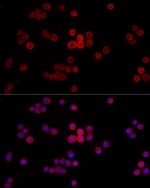 MYH14 Recombinant Rabbit Monoclonal Antibody (10E9C6)