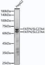 SLC27A4 Recombinant Rabbit Monoclonal Antibody (8D6S1)
