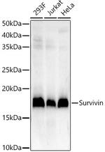 Survivin Recombinant Rabbit Monoclonal Antibody (1U9K8)