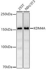 JMJD2A Recombinant Rabbit Monoclonal Antibody (1B10L9)