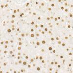 DNA Ligase III Antibody in Immunohistochemistry (Paraffin) (IHC (P))