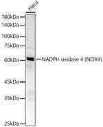 NOX4 Antibody in Western Blot (WB)