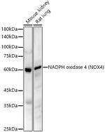NOX4 Antibody in Western Blot (WB)