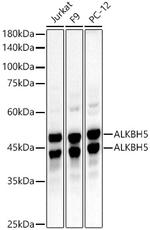 ALKBH5 Antibody in Western Blot (WB)