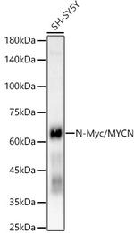 n-Myc Recombinant Rabbit Monoclonal Antibody (5W7L9)