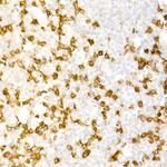 CD3z Recombinant Rabbit Monoclonal Antibody (4U6D8)