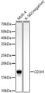 CD3z Antibody in Western Blot (WB)