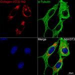 COL1A2 Recombinant Rabbit Monoclonal Antibody (5U8R0)