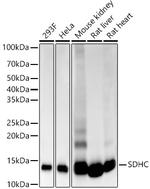 SDHC Antibody in Western Blot (WB)
